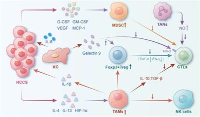 New techniques: a roadmap for the development of HCC immunotherapy